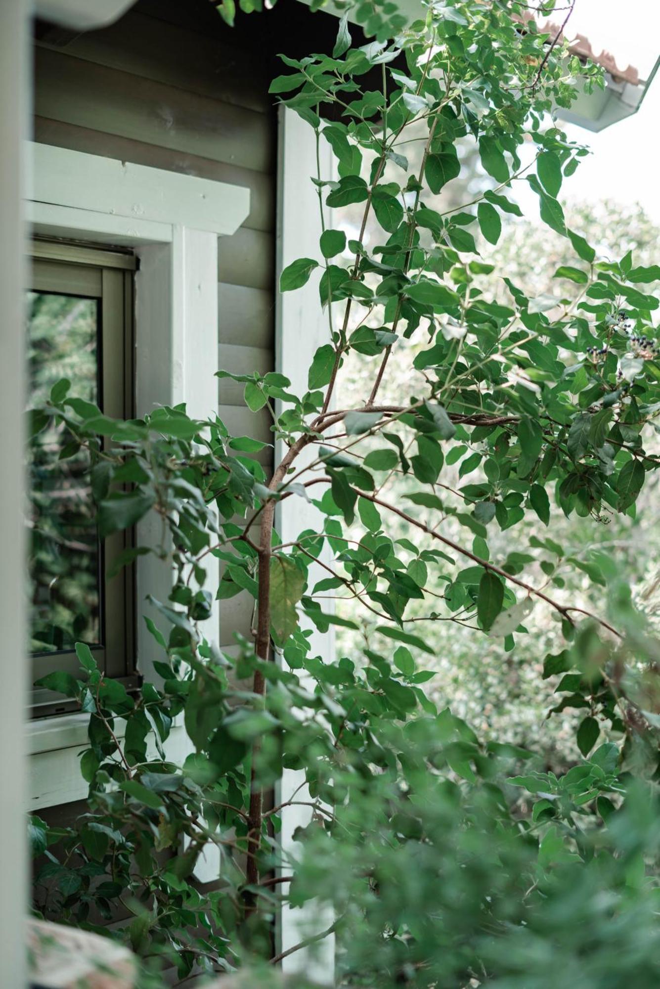 Villa Live In The Woods Mikhmannim Esterno foto